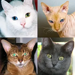 Скачать взлом Cats Quiz Guess Popular Breeds  [МОД Меню] - полная версия apk на Андроид