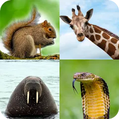 Взломанная Animal Quiz: Guess the Animal  [МОД Unlimited Money] - стабильная версия apk на Андроид