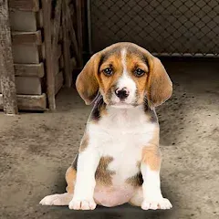 Скачать взлом My Pet Animal Shelter World  [МОД Бесконечные деньги] - полная версия apk на Андроид